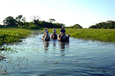 Brazil-Pantanal-Pantanal - Wildlife Safari